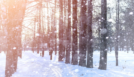 Winter landscape snow covered expanses. A park in the winter in the snow. Road on winter day.の写真素材