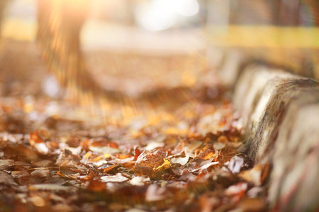 Autumn rain in the park during the day