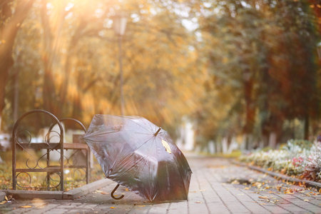 Autumn rain in the park during the dayの写真素材