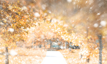 Background autumn park in the days of the first snowの写真素材