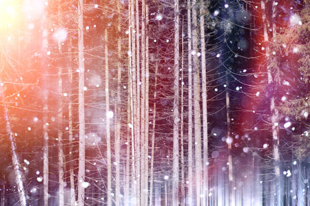 Winter forest on a sunny day. Landscape in the forest on a snowy morning. New Year winter forest.の写真素材