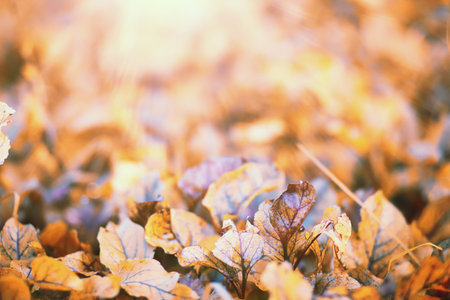 End of summer warm season in the parkの写真素材