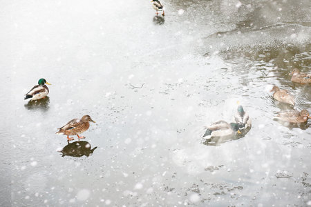 Winter landscape of country fields and roads in the snowの写真素材