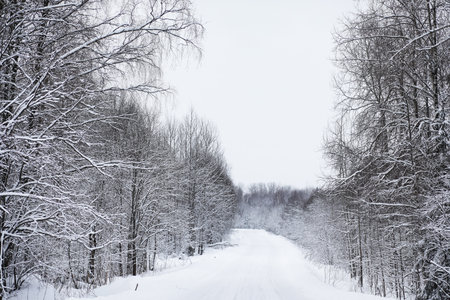 Landscape in the winter cloudy day of snow-covered fields and forestsの写真素材