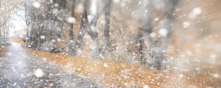 Background autumn park in the days of the first snowの写真素材
