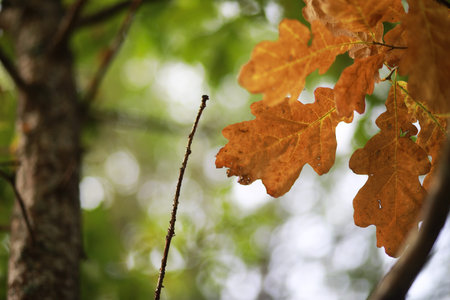 End of summer warm season in the park