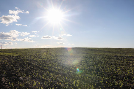 Landscape is summer. Green trees and grass in a countryside landscape. Nature summer day. Leaves on bushes.の写真素材