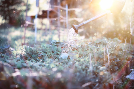 Man farmer watering a vegetable garden in the evening at sunsetの写真素材