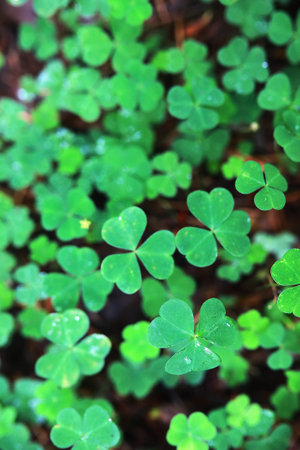 Background from plant clover four leaf. Irish traditional symbol. St. Patrick's Day.