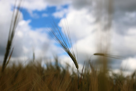 cereal rye fieldの写真素材
