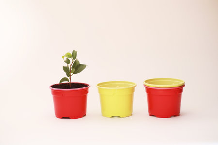Potted plant in a transplant and care on a white backgroundの写真素材