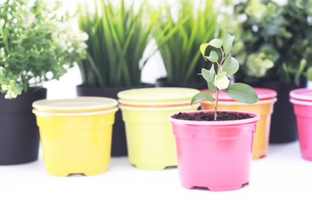 Potted plant in a transplant and care on a white backgroundの写真素材