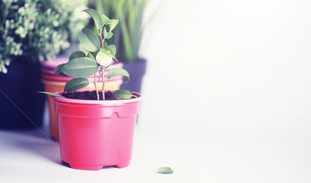 Potted plant in a transplant and care on a white backgroundの写真素材