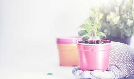 Potted plant in a transplant and care on a white backgroundの写真素材