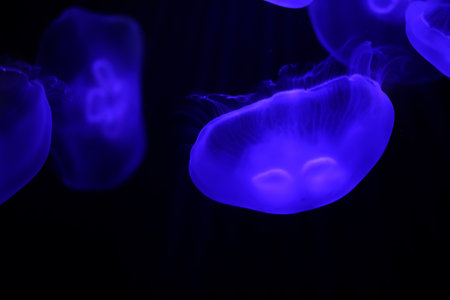 Many multi-colored jellyfish float under water macro shootingの写真素材