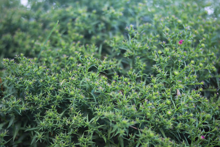 End of summer warm season in the parkの写真素材