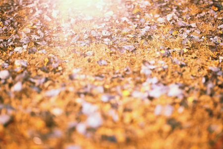 End of summer warm season in the parkの写真素材