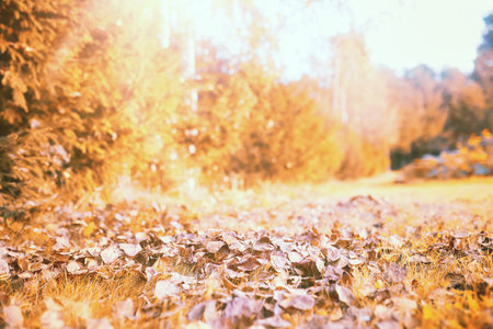 End of summer warm season in the parkの写真素材