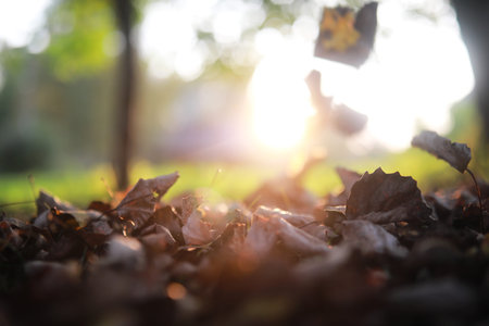 End of summer warm season in the parkの写真素材