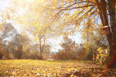 Autumn rain in the park during the dayの写真素材