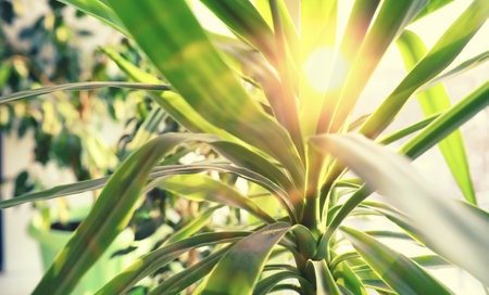 Indoor plants and flowers in pots by the window. Seedlings on windowsill.の写真素材