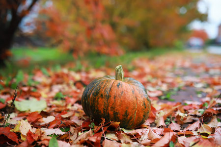 Pumpkin on the streetの写真素材