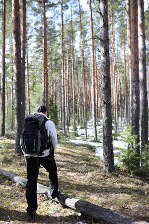 A man is a tourist in a pine forest with a backpack. A hiking trip through the forest. Pine reserve for tourist walks. A young man in a hike in the spring.の写真素材