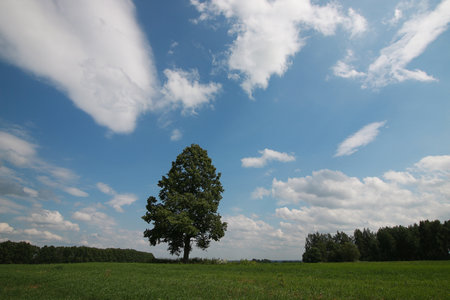 A young man looks at a map in the nature so as not to get lostの写真素材