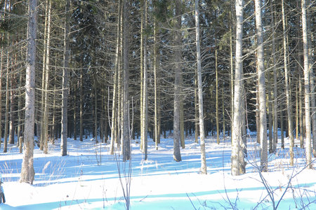 Winter forest covered with snow frosty landscapeの写真素材