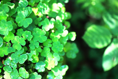 Background from plant clover four leaf. Irish traditional symbol. St. Patrick's Day.