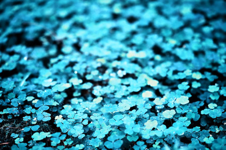 Background from plant clover four leaf. Irish traditional symbol. St. Patrick's Day.の写真素材