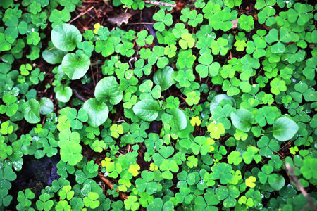 Background from plant clover four leaf. Irish traditional symbol. St. Patrick's Day.の写真素材