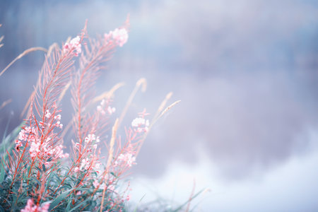 Wild flower. Little flowers on a green meadow spring.の写真素材