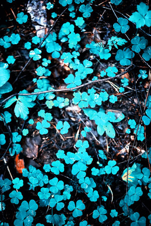 Background from plant clover four leaf. Irish traditional symbol. St. Patrick's Day.の写真素材