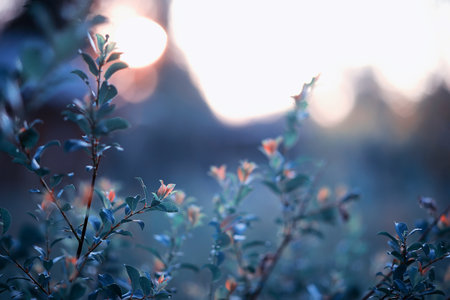 Wild flower. Little flowers on a green meadow spring.の写真素材