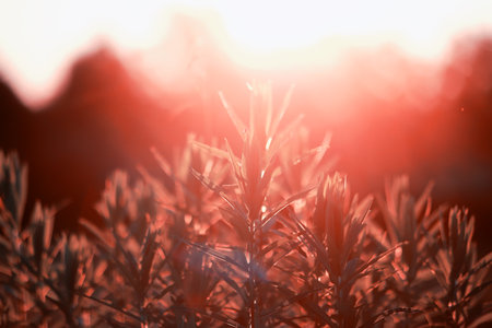 Wild flower. Little flowers on a green meadow spring.の写真素材