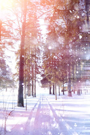 Winter forest on a sunny day. Landscape in the forest on a snowy morning.の写真素材