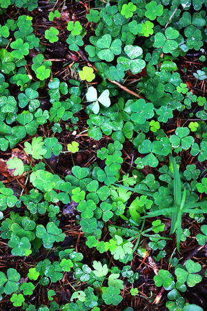 Background from plant clover four leaf. Irish traditional symbol. St. Patrick's Day.の写真素材