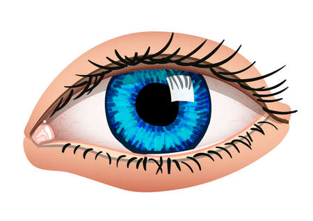 Human eye. Vector illustration. Isolated on white. Realistic style.のイラスト素材