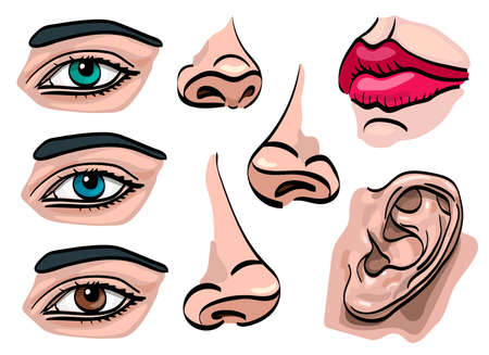 Set of human face parts. Eyes, nose, mouth, ear. Vector illustration. Isolated on white.のイラスト素材