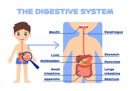 The digestive system of children with a description. The boy and the gastrointestinal tract. Isolated vector illustrations. Kids learning posters. Cartoon flat color style. White background.のイラスト素材