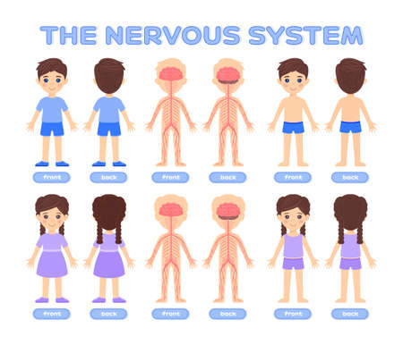 Isolated Cartoon Boy and Girl in Underwear and Human Nervous System. Front and Back View. Poster for Studying Anatomy, Biology with Children. Flat Color Style. Illustration for Medical Design. Vectorのイラスト素材