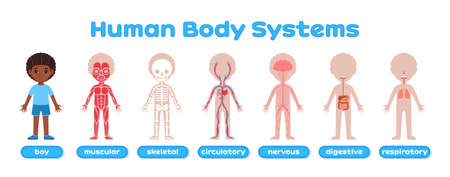 Human Body System and Afro Black Boy. Muscular, Skeletal, Circulatory, Nervous, Digestive, Respiratory Systems in Cartoon style. Poster for Children, for Print. Study of Anatomy, Biology. Vector.のイラスト素材