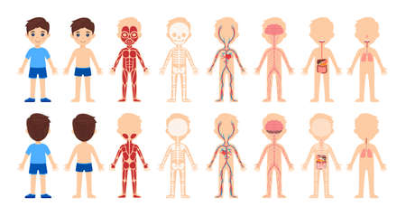 Set of isolated cartoon boys and human body system.Front and back views. Body anatomy, education for children. Skeleton, muscles, circulatory, nervous, digestive, respiratory systems. Cartoon style. Vector.のイラスト素材
