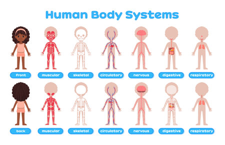 Cartoon Human Systems for Kids. Afro Black Girl. Silhouette of Child with Brown Skin in Front Back View. Description with English Words. Image for Study of Biology, Anatomy. Poster for print. Vectorのイラスト素材