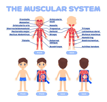 Human Muscular System and Cute Boy in a Cartoon style for School Children. Front Back View. Name of Muscles. Poster for Biology, Anatomy Lesson. Illustration for Medicine and Healthcare Design. Vectorのイラスト素材