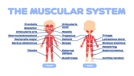 Muscular System for Children. Human Anatomy. Front Back view. Name of Muscles. Biology Lesson. Education for Kids. Worksheet for Printing. Illustration for a Workbook. Color Flat Simple Style. Vectorのイラスト素材