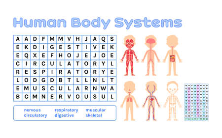 Word Search for Children. Human Body systems. Muscular, Skeletal, Nervous, Digestive, Circulatory, Respiratory. Cartoon Crossword for Anatomy Biology lesson. Page from Workbook for Printing. Vector.のイラスト素材