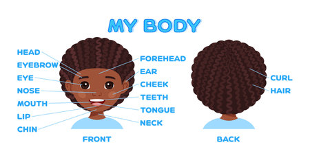 Name of Parts of Face. Afro Black Boy. Front Back View. Education for Little Children. Worksheet for an Anatomy Lesson. Flat Cartoon Style. White background. Poster. Illustration for Printing. Vector.のイラスト素材
