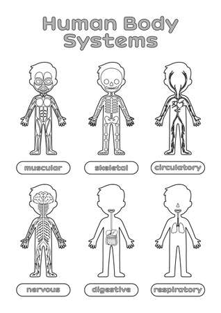 Set of Human Body Systems for Little Children. Worksheet for Anatomy and Biology lesson. Education for Kids. Image For Printing. Flat Cartoon style. Black and White color. Vector stock illustration.のイラスト素材